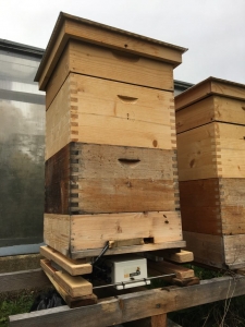 Bienenstock mit BeeSaver in St. Veit an der Glan